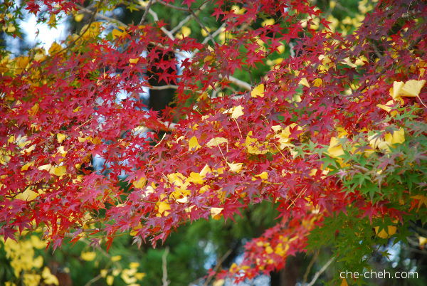 Ginkgo Leaves On Maple Tree @ Nara